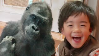 Download Lagu Best friend overjoyed by gorilla girl's unexpected behavior｜Shabani Group MP3