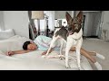 【保護犬】みやぞんの愛犬メイちゃん、大きくなりました