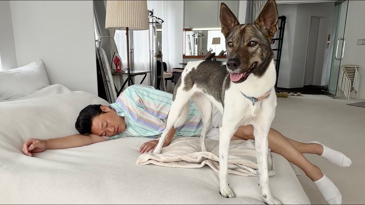 【保護犬】みやぞんの愛犬メイちゃん、大きくなりました