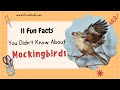 11 New Mockingbird Facts You Didn T Know Must Check 5 11 New Mockingbird Facts You Didn T Know Must Check 5