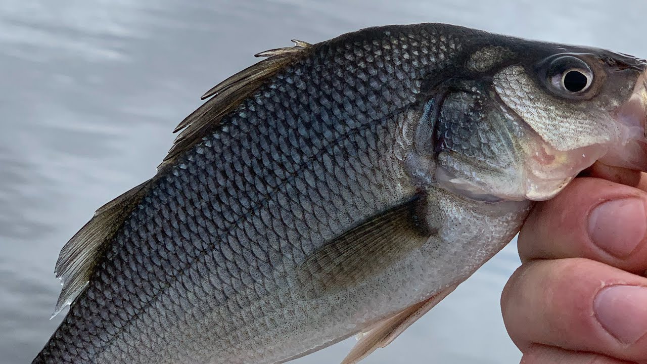 Mid-March White Perch NJ