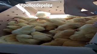 #pollosdepelea