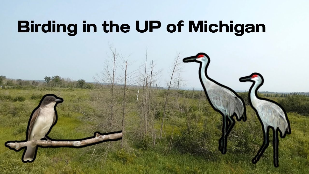 Birding in the Upper Peninsula of Michigan