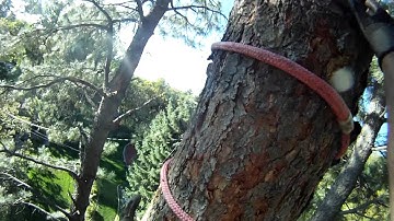 Tree work - Blocking down a big pine