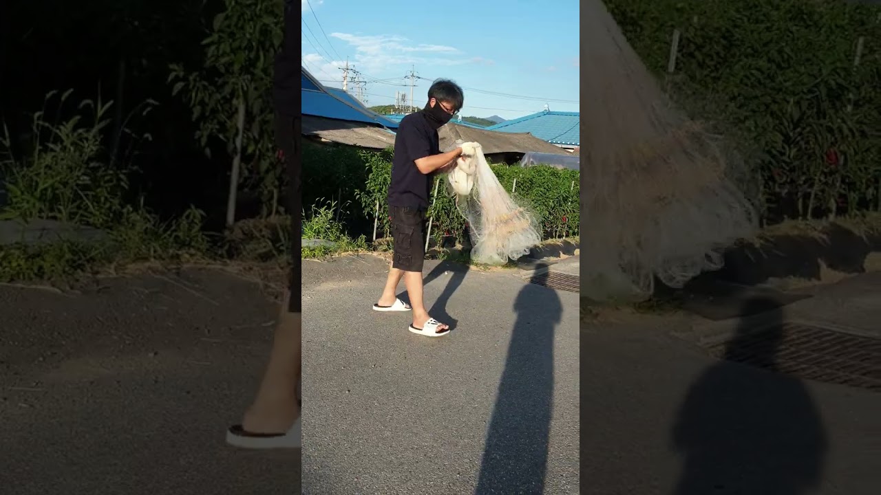 투망 강습3  구독과 좋아요 한번만눌러주세요#fish #fishing #투망 #동해 #서해 #해루질 #낚시 #바다 #cast net fishing