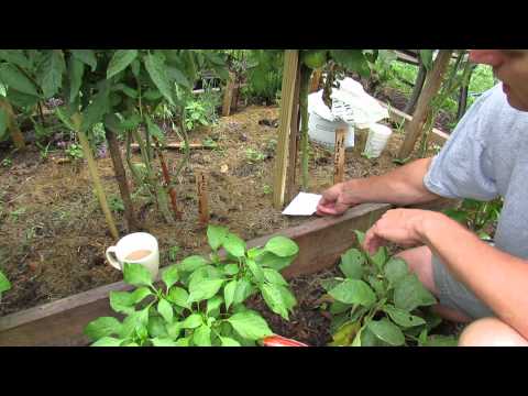 Vidéo: Informations sur l'habillage latéral des engrais - Comment habiller les plantes de jardin