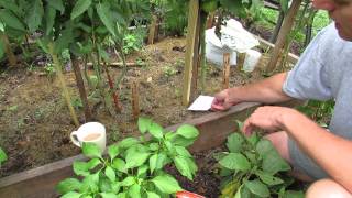 What is, When and How to Side Dress Tomatoes: Fertilizer & Lime  TRG 2014