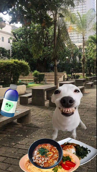 jauhi narkoba deketi nasi Padang #meme #funny #lucu #cat #shorts