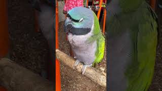Beautiful Parrot Trying To Take A Quick Nap