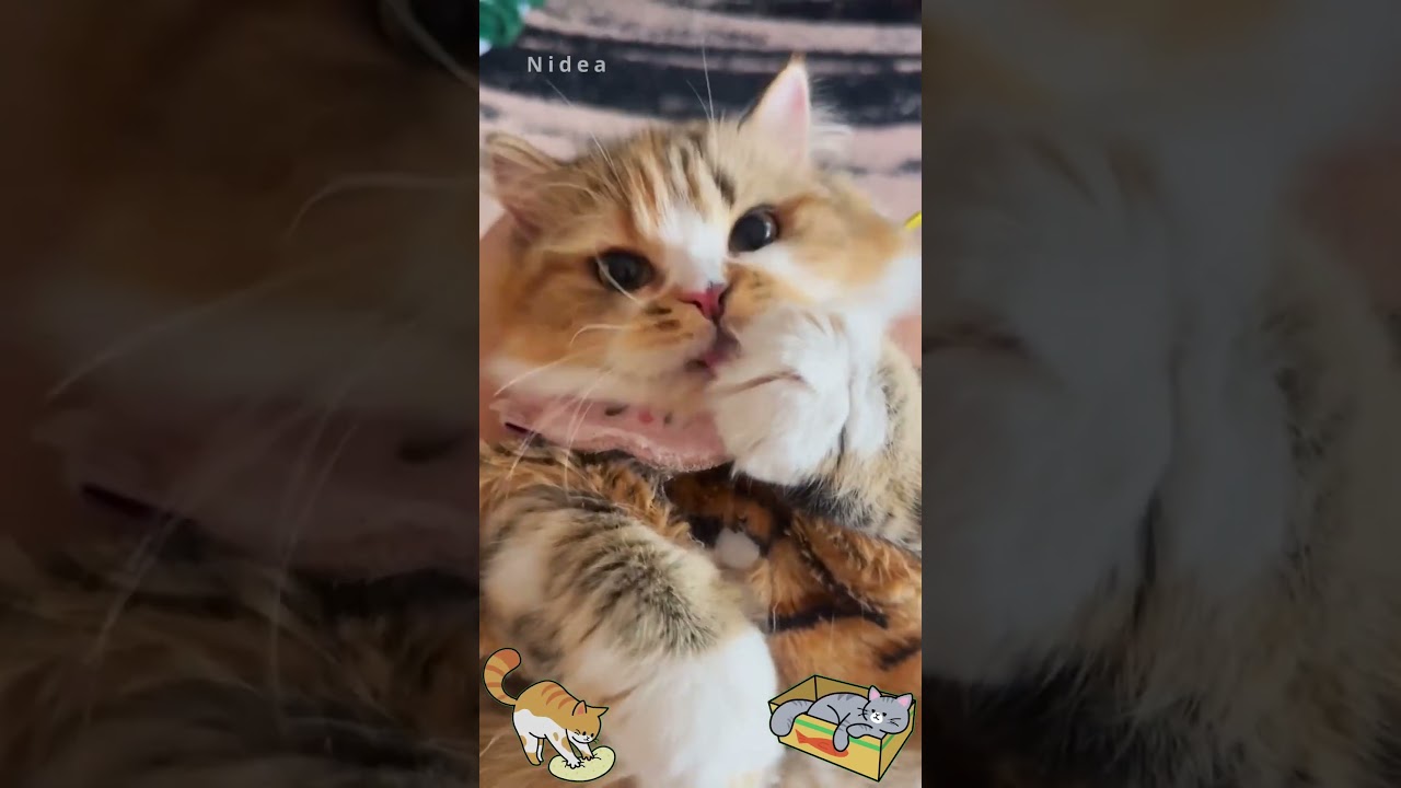 Kitten eating Tiny Cat, Big Energy – Watch That Bounce! 💖💞🌸 