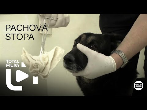 Pachová stopa (2024) HD trailer