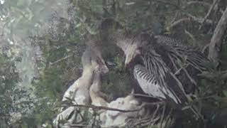 Anhingas