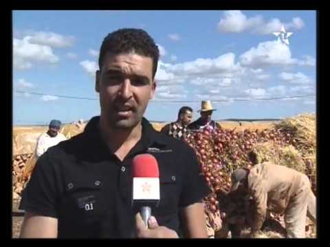 طريقة تقليدية لتخزين البصل بالحاجب