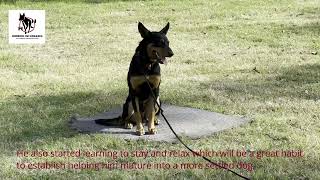 Obedience/Behavioural - Rusty, 7 Month Old Male Kelpie