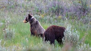 Grizzly 222s Big Cubs Find Some Scraps