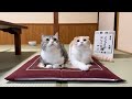 猫と一緒に旅館でお泊まりしたら2人とも大喜びで最高すぎました…笑 image