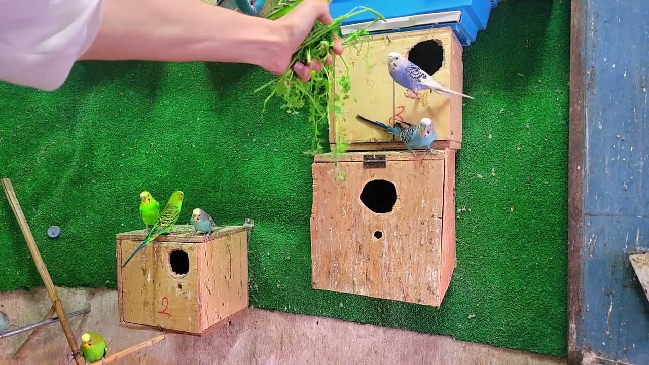 Budgies 🦜 colony eating tha food 