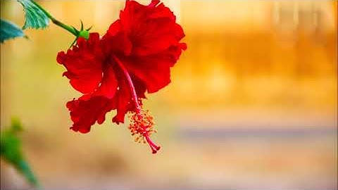 سوره‌تی الدخان به‌ده‌نگی شیخ ماهر المعيقلي به‌ته‌فسیری کوردی