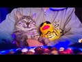 🔴こんにちは😁🙀🙀💨Hello Everyone Cat Water ASMR Live