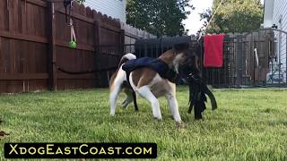 XDOG VEST Resistance Band by Pip The Smooth Fox Terrier 1,533 views 4 years ago 2 minutes, 34 seconds