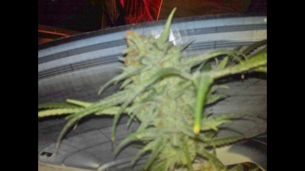 Space Candy by TGA  Subcool Seeds Harvest