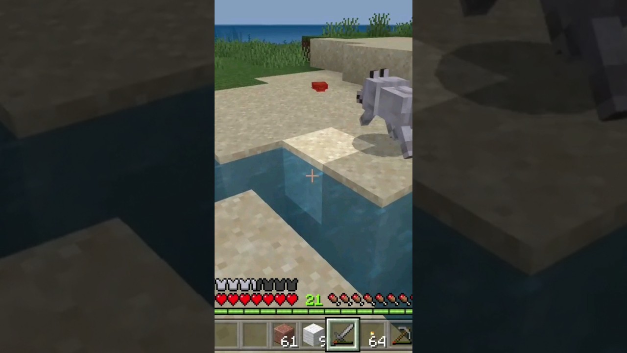 Don't kill a baby turtle ! 