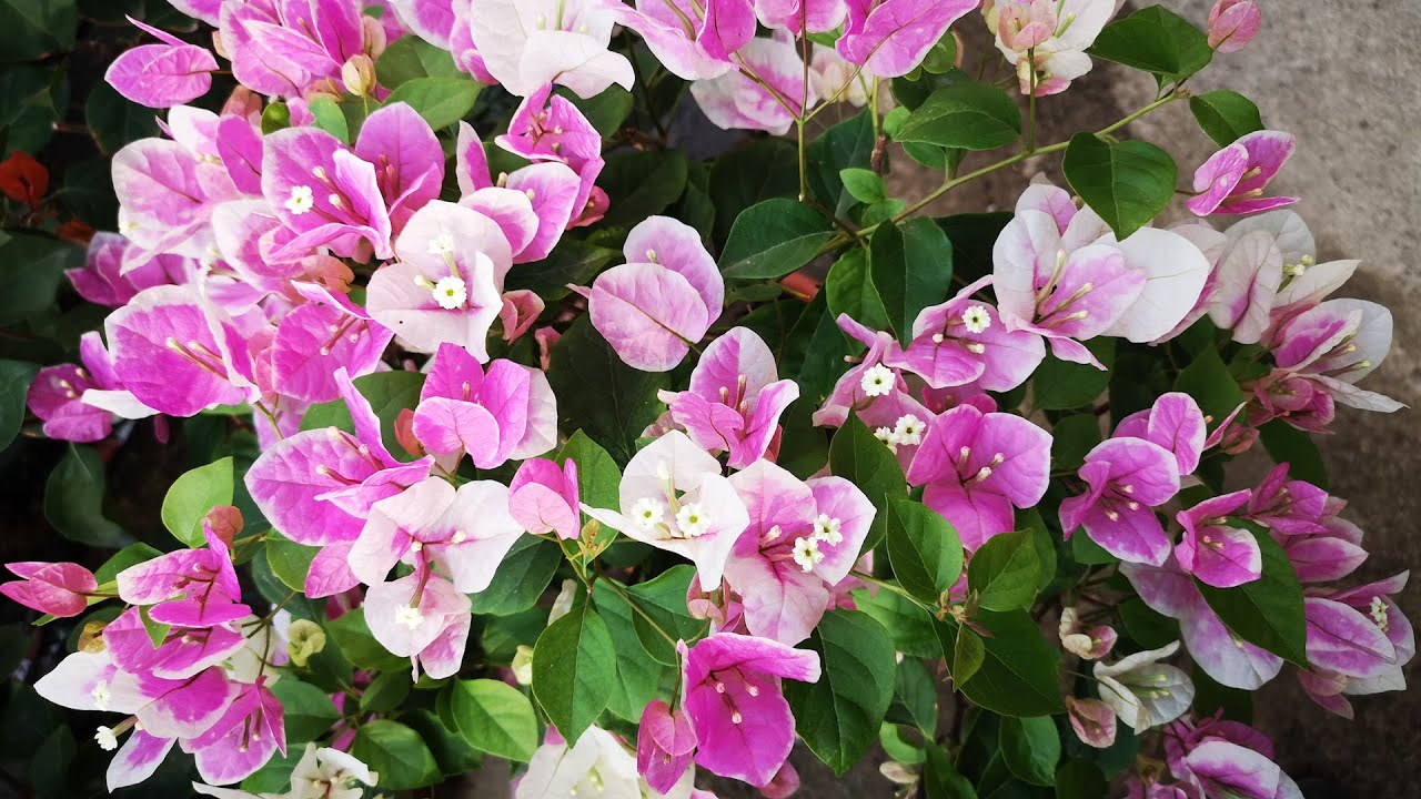 南方养三角梅 秋冬做好这几点 冬季满树都是花 Youtube