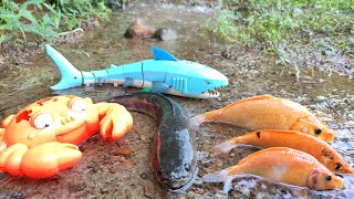 Hunting For Real Snakehead Fish, Koi Fish, Shark, Octopus, Whales, Ornamental fish [Part487]