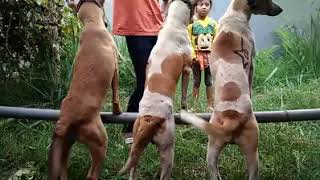 anjing goyang goyang bikin ngakak