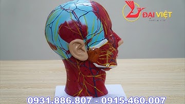 Mô Hình Giải Phẫu Vùng Đầu Mặt Cổ Cắt Dọc tỉ lệ 1:1