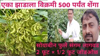 Fule Sangam | फुले संगम सोयाबीन | पीक स्पर्धा प्लॉट | जोड ओळ लागवड | Fule sangam soybean |