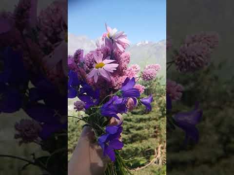 მინდვრის ყვავილები. ყაზბეგში 💜