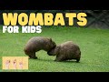 ASL Wombats for Kids