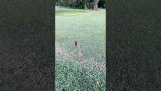 What’s under there? #golf #subscribe #golfer #fypシ #shorts #viral What’s under there? #golf #subscribe #golfer #fypシ #shorts #viral