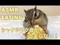 シャリシャリが止まらないシマリス/ASMR Chipmunk is eating a corn
