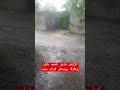 گزارش بارش شدید باران وتگرگ روستای کراب مرند هم اکنون هواشناسی گزارش بارش شدید باران وتگرگ روستای کراب مرند هم اکنون هواشناسی