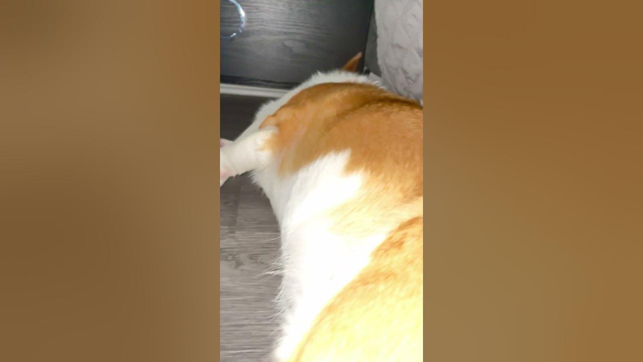 why-do-my-dog-has-pink-spot-in-his-eyes-youtube