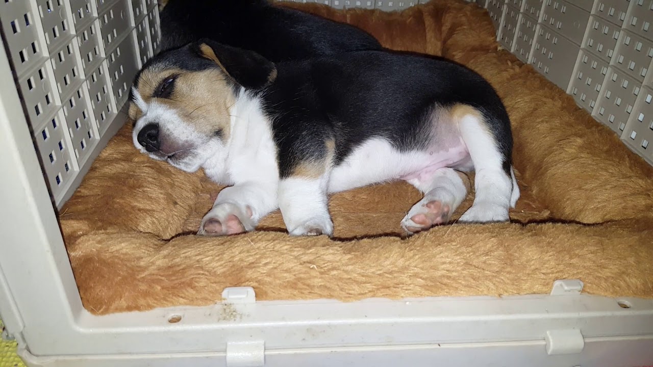 Show Beagle Puppy Una Snoring - From the Show Beagle CH Windy Acres® NC ...