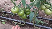 Curbarea Frunzelor La Tomate și Virusul Răsucirii Frunzelor Youtube