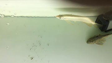 Đèn pom bối 24k9999 sao cho đúng cách