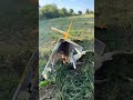 Dramatic End to Aeromodelling Show ✈️