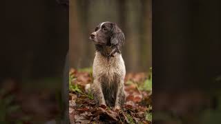 American Water Spaniel, the water Loving Dog Breed #dogs