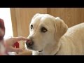 How dogs can sniff out diabetes How dogs can sniff out diabetes