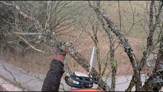 ELAGAGE Taille d'entretien sur un alignement de Chênes / STIHL MS 151