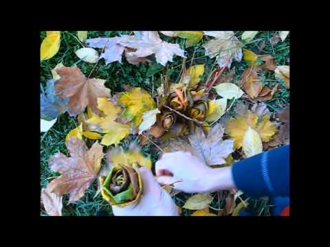 Video: Cum Se Fac Trandafiri Din Frunze De Arțar De Toamnă