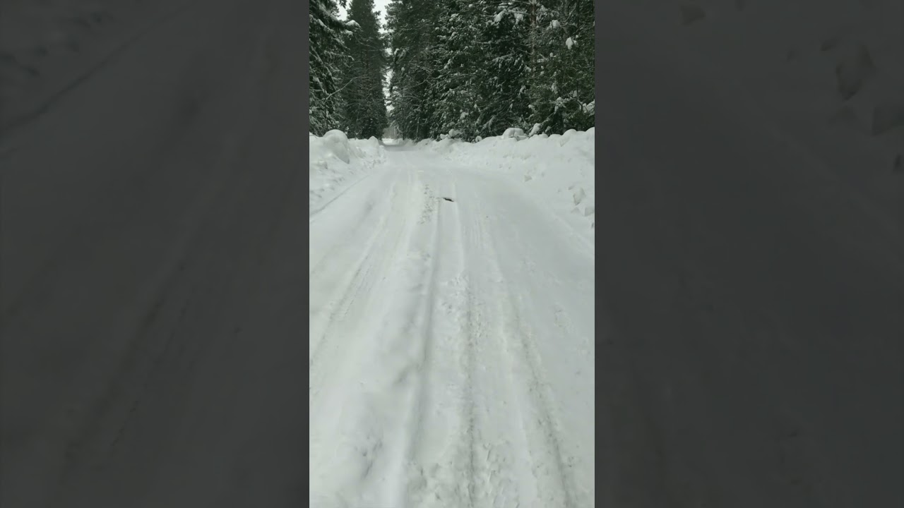 Crunch of snow underfoot Shorts