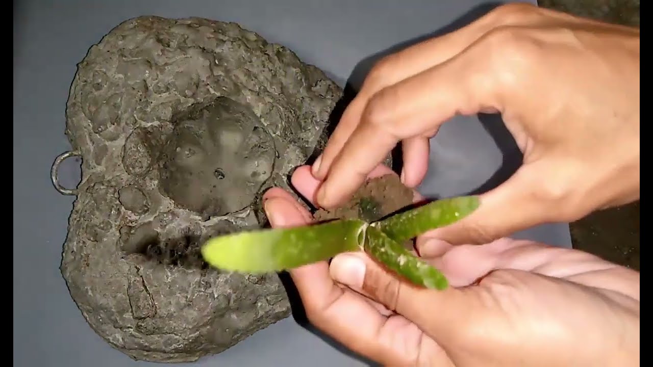 Gift Heart Plant  /Tom Lovely Craft