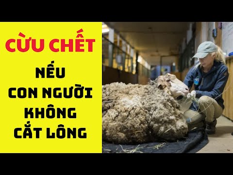 Video: Cách làm sạch vết dầu trên đường bê tông và nhà để xe