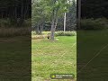 Playful puppy and toddler race!