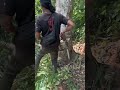 cutting down super mahogany trees in salak plantations